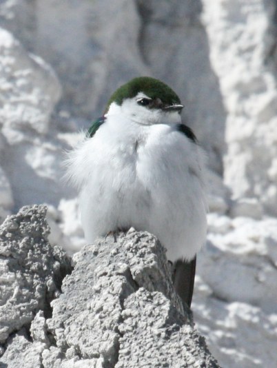 Violet-green Swallow photo #3