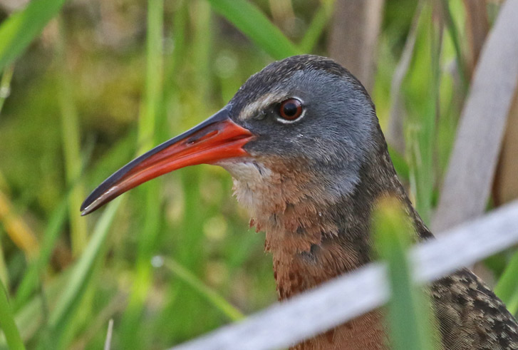 Virginia Rail photo #1