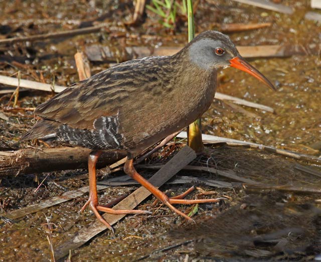 Virginia Rail photo #3