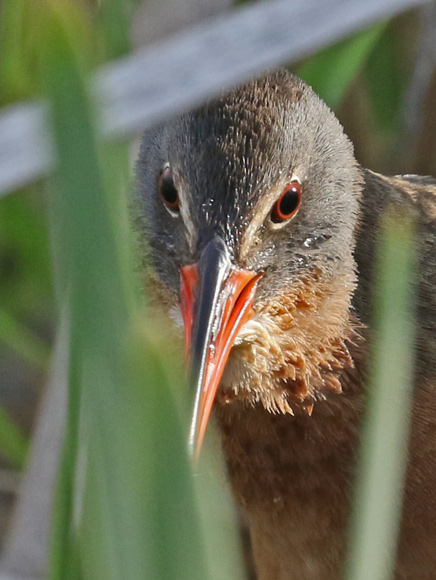 Virginia Rail photo #2