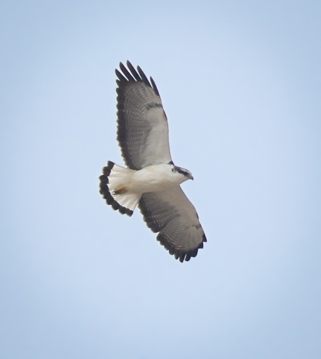 Variable Hawk