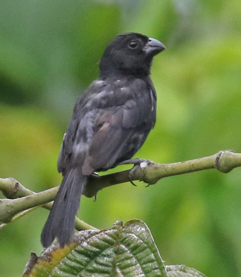 Variable Seedeater