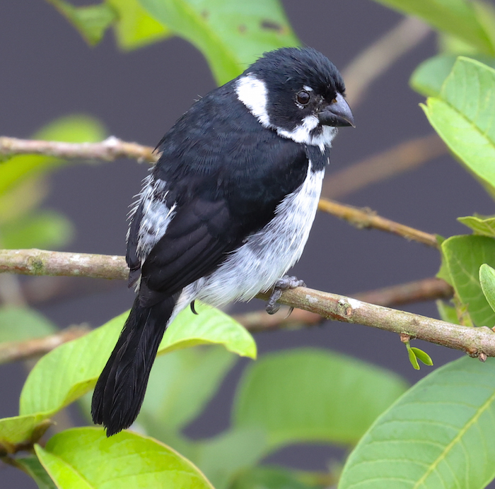 Variable Seedeater