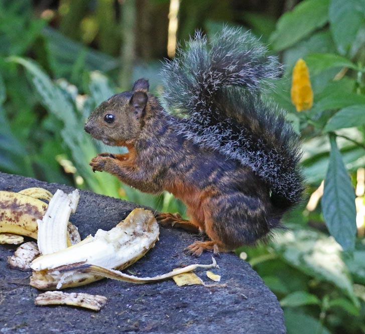 Variagated Squirrel