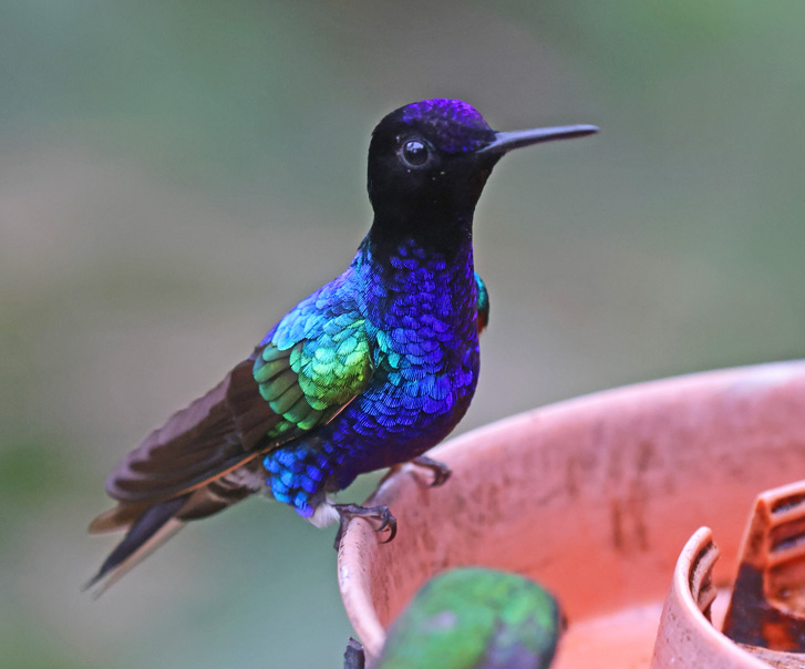 Velvet-purple Coronetk