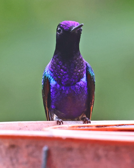 Velvet-purple Coronet