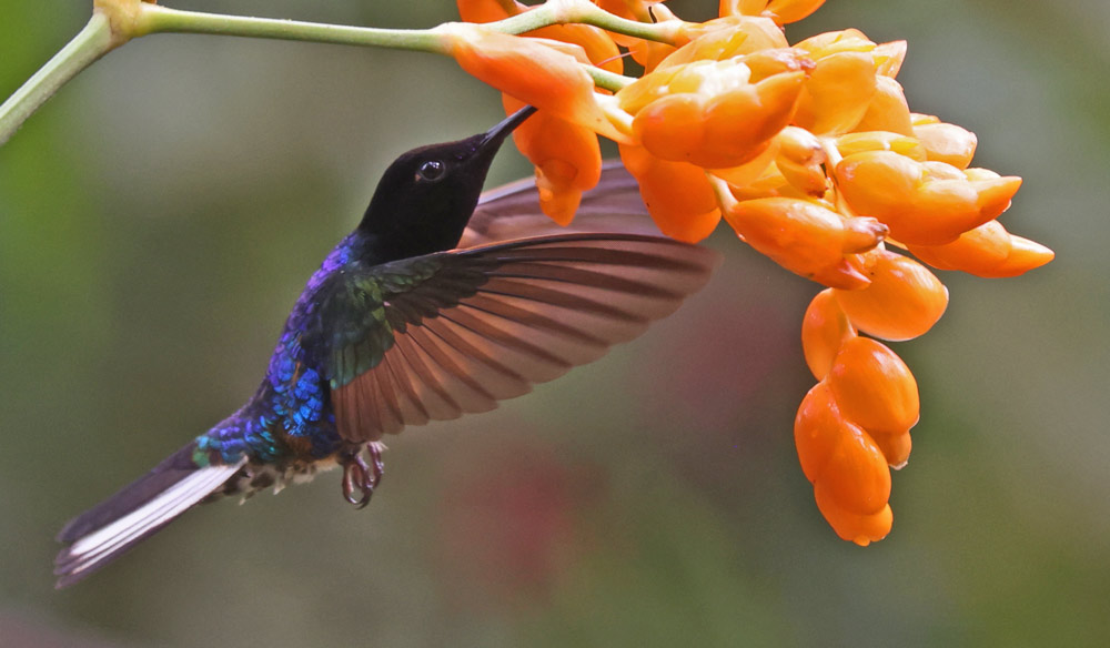 Velvet-purple Coronet
