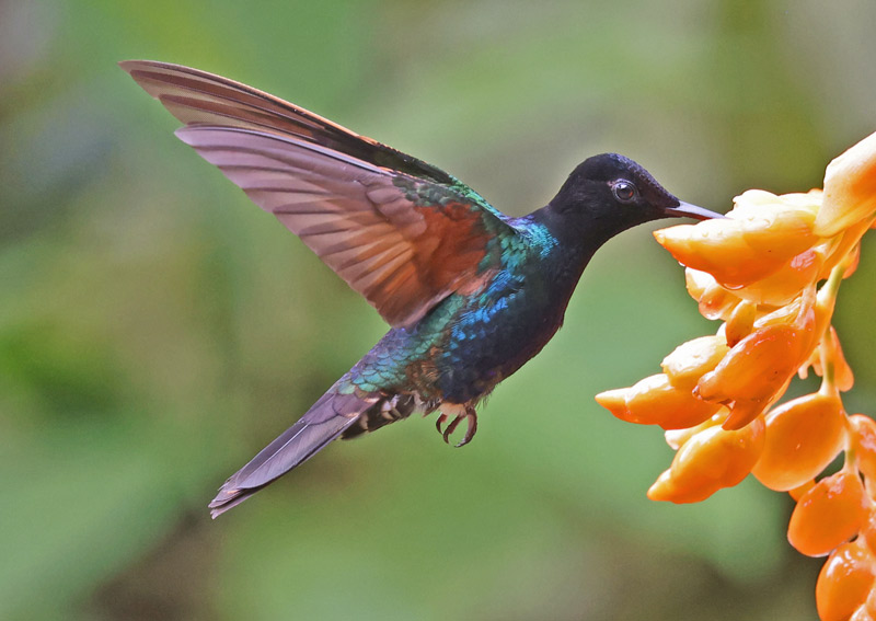 Velvet-purple Coronet