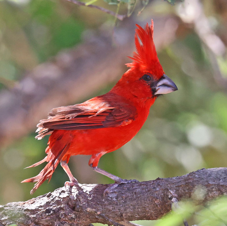 Vermilion Cardinal