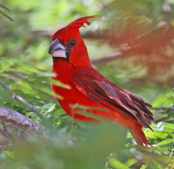 Vermilion Cardinal