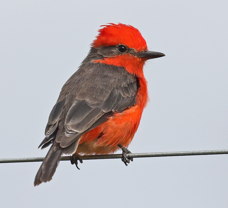 Vermilion Flycatcher