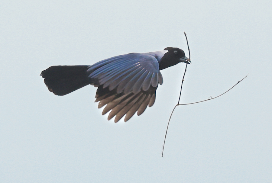 Violaceous Jay