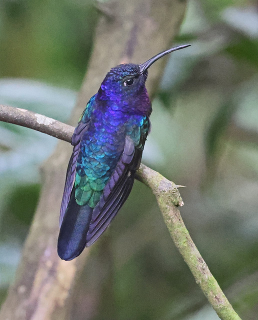 Violet Sabrewing