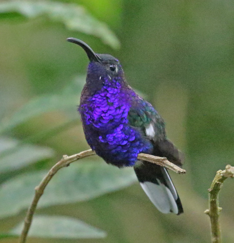 Violet Sabrewing