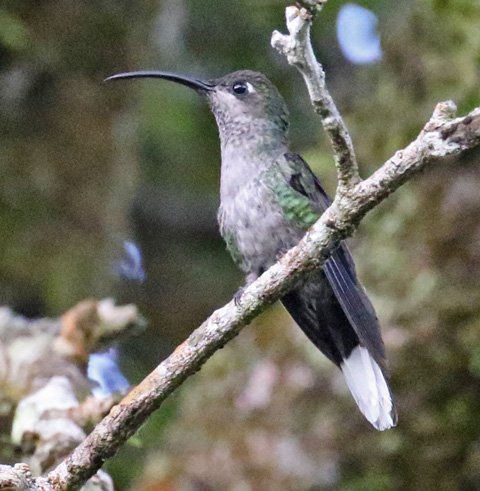 Violet Sabrewing