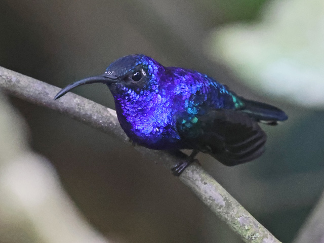 Violet Sabrewing