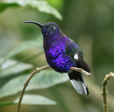 Violet Sabrewing