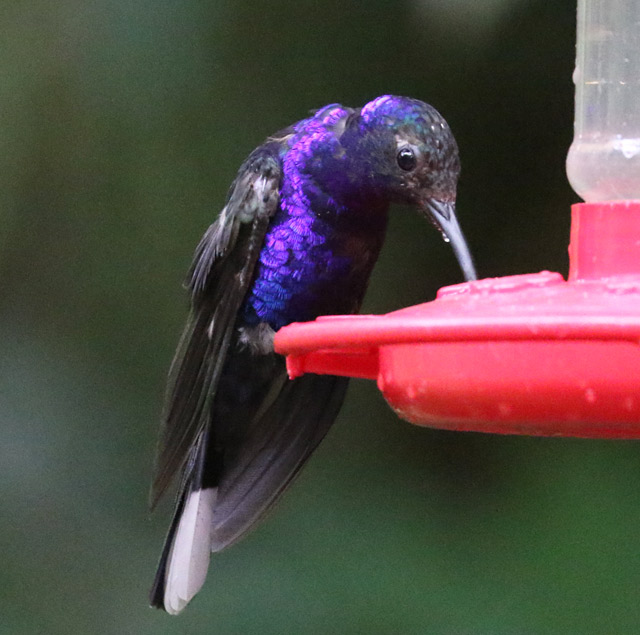 Violet Sabrewing