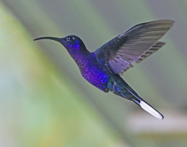 Violet Sabrewing