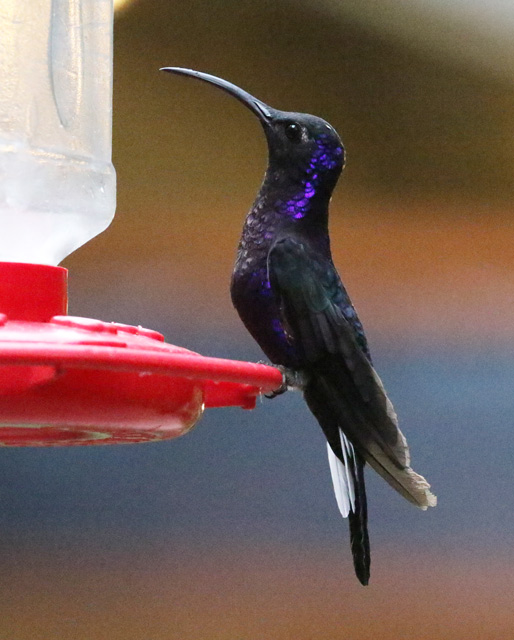 Violet Sabrewing