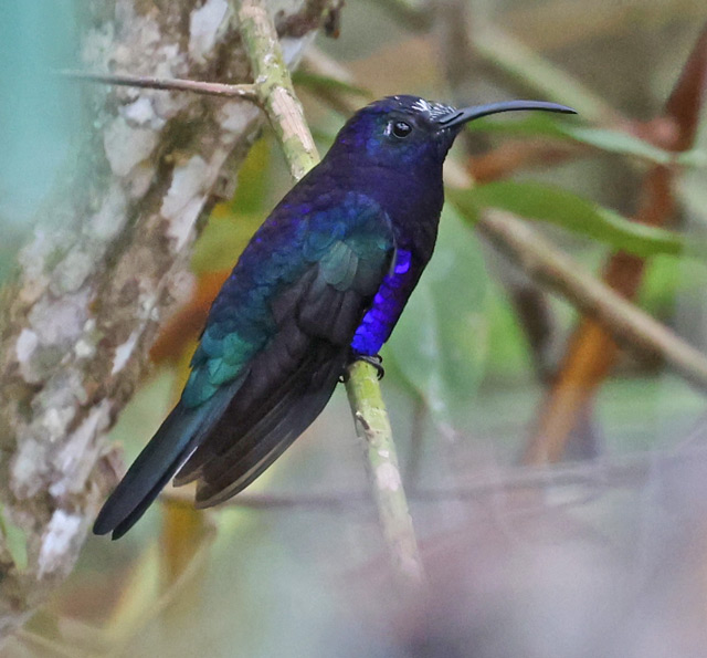 Violet Sabrewing