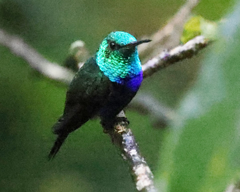 Violet-bellied Hummingbird