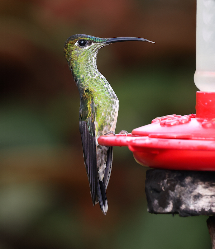 Violet-fronted Brilliant