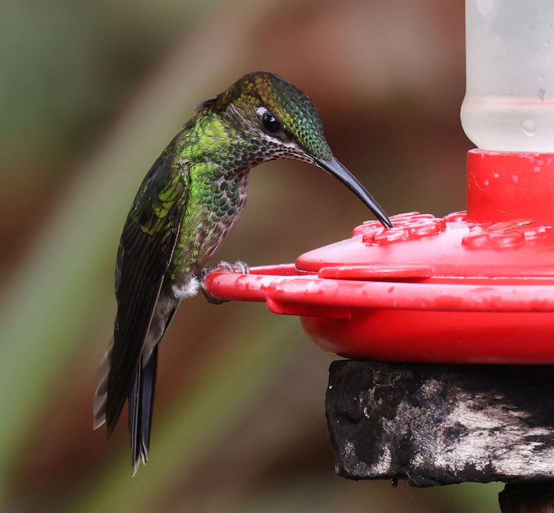 Violet-fronted Brilliant