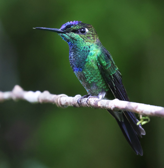 Violet-fronted Brilliant