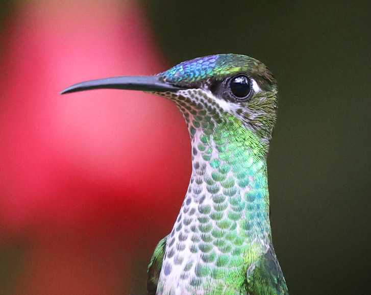 Violet-fronted Brilliant