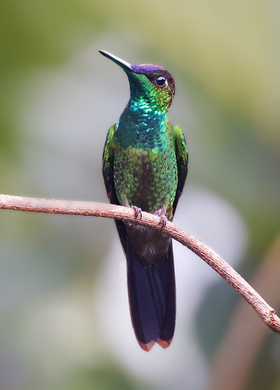 Violet-fronted Brilliant