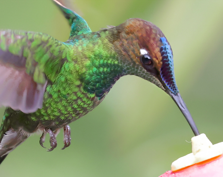 Violet-fronted Brilliant