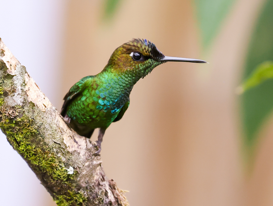 Violet-fronted Brilliant