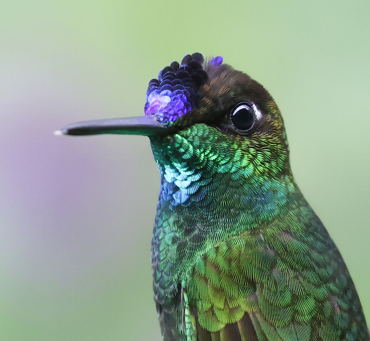 Violet-fronted Brilliant