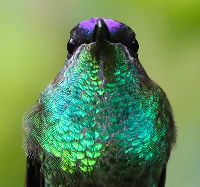 Violet-fronted Brilliant