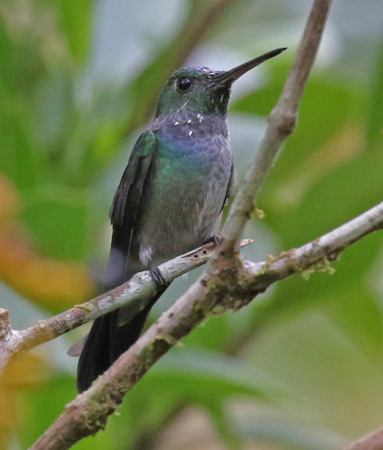 Violet-headed Hummingbird