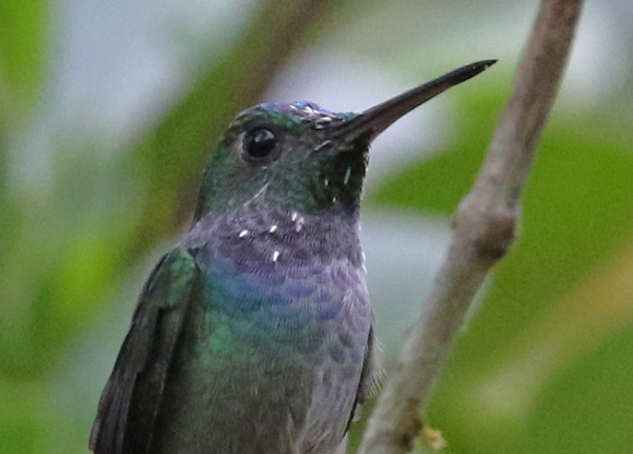 Violet-headed Hummingbird