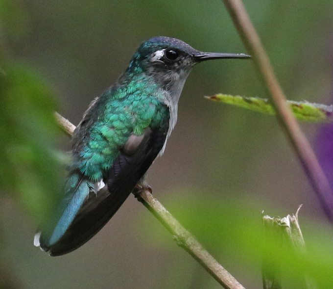 Violet-headed Hummingbird