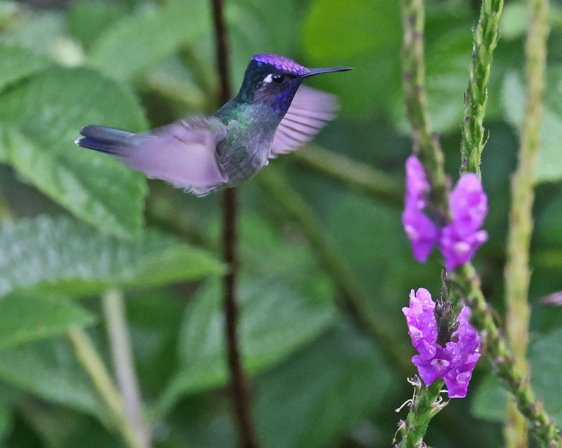 Violet-headed Hummingbird