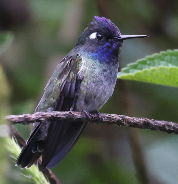 Violet-headed Hummingbird