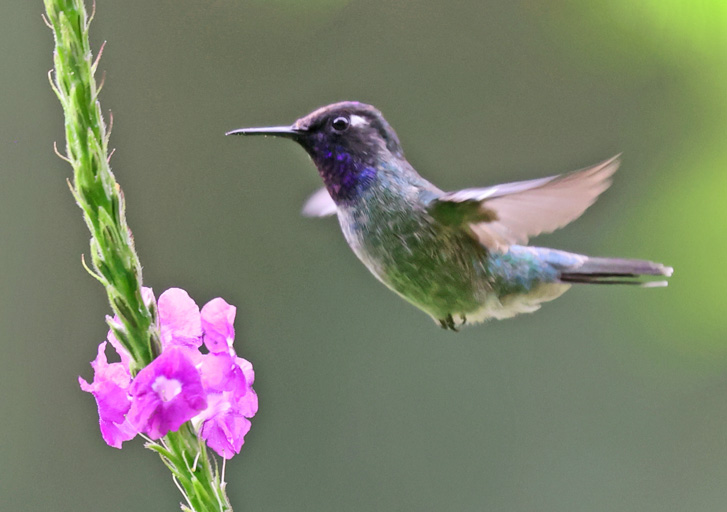 Violet-headed Hummingbird