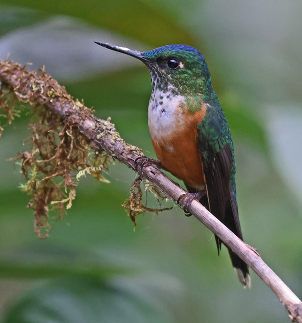 Violet-tailed Sylph