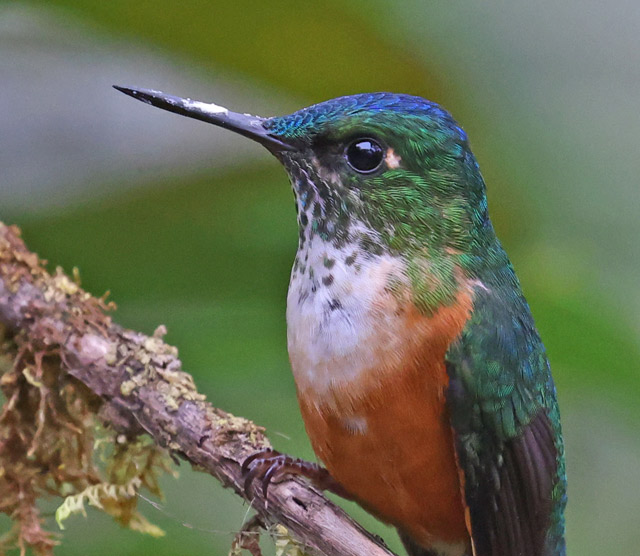 Violet-tailed Sylph