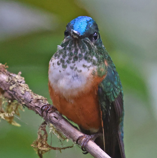 Violet-tailed Sylph