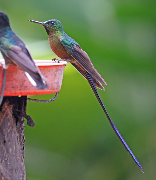 Violet-tailed Sylph