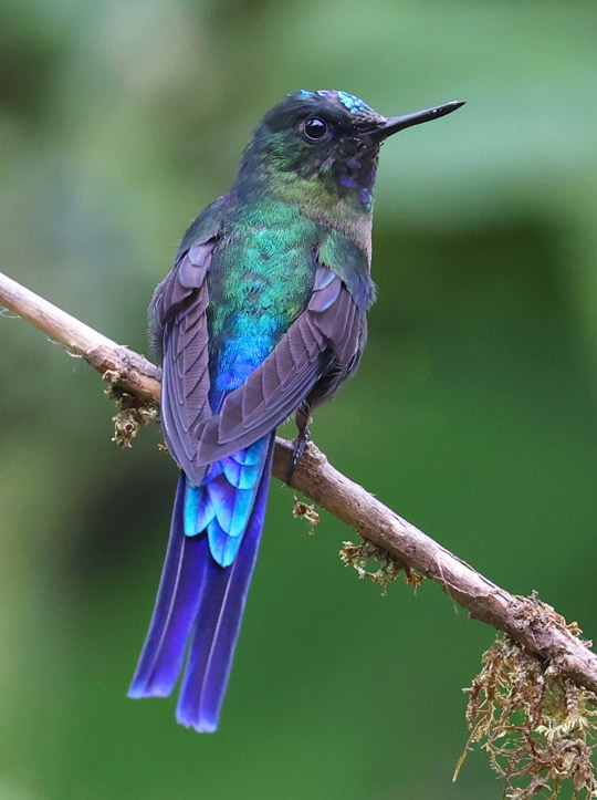 Violet-tailed Sylph