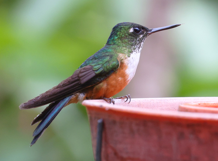 Violet-tailed Sylph