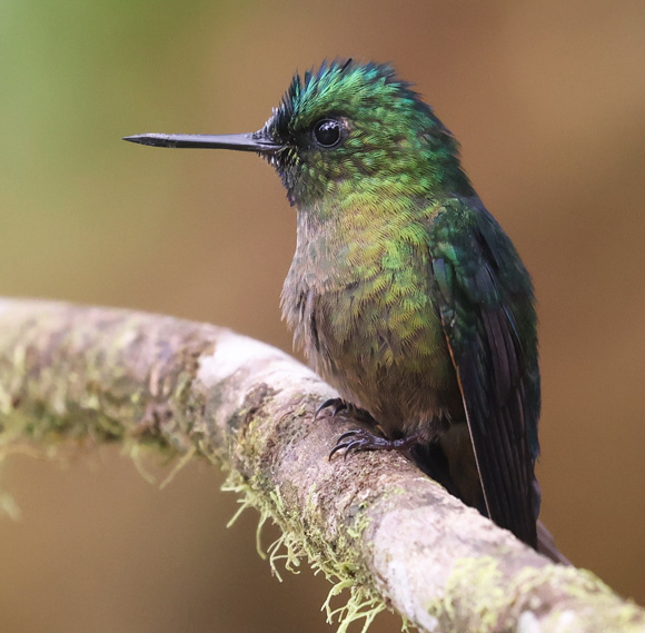 Violet-tailed Sylph