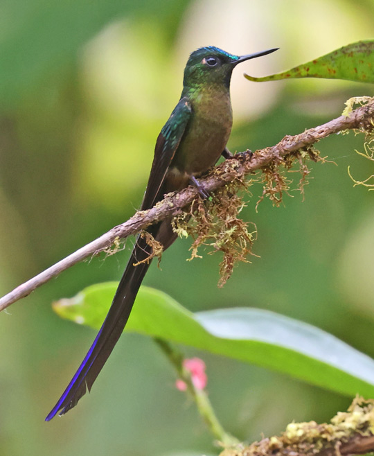 Violet-tailed Sylph