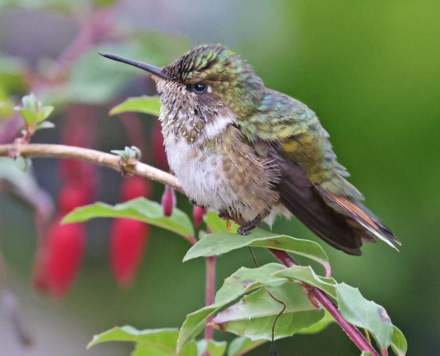 Volcano Hummingbird